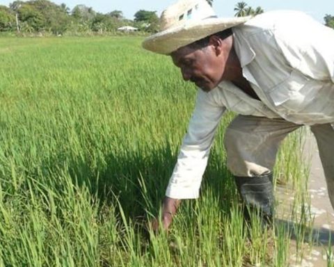 Without fuel, fertilizers or insecticides, they intend to plant 41,000 hectares of rice in Oriente