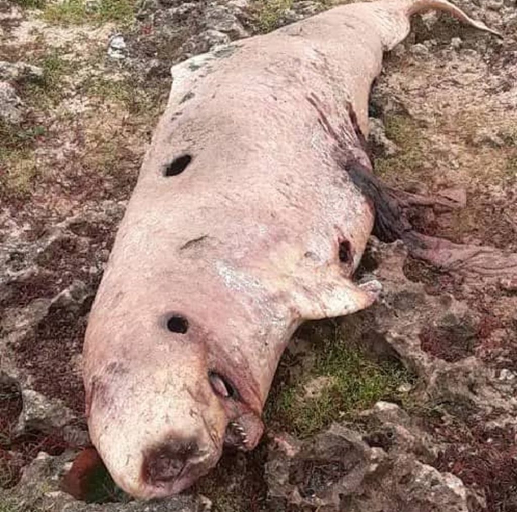 A pygmy sperm whale, a rare deep-water species, is found dead on the coast of Matanzas