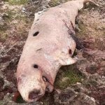 A pygmy sperm whale, a rare deep-water species, is found dead on the coast of Matanzas