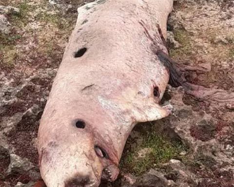 A pygmy sperm whale, a rare deep-water species, is found dead on the coast of Matanzas