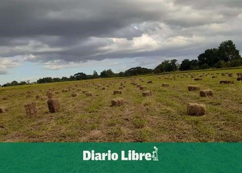 Agriculture begins subsidized sale of bales for ranchers