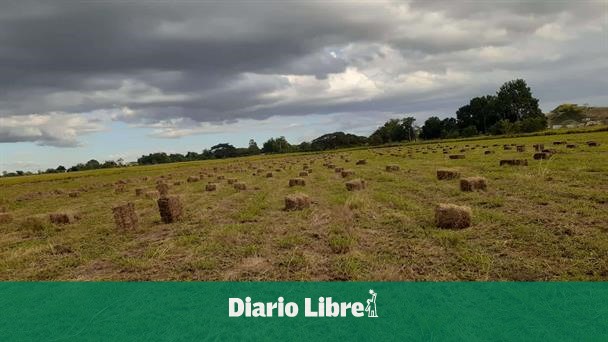 Agriculture begins subsidized sale of bales for ranchers