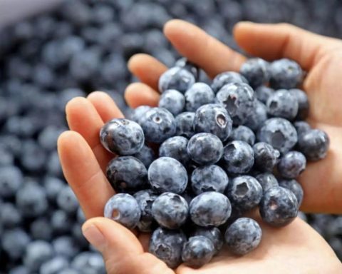 Agro and mining attract formal private employment