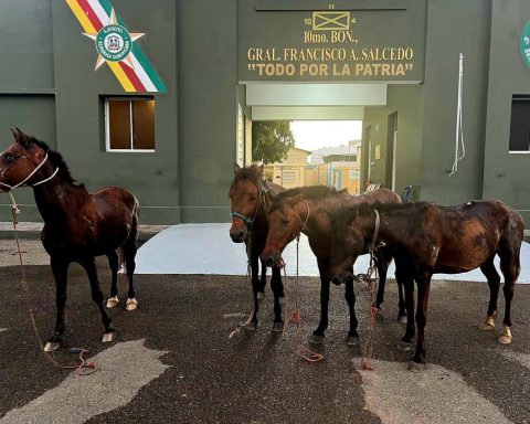 Ejército frustra intento de robo de caballos hacia Haití