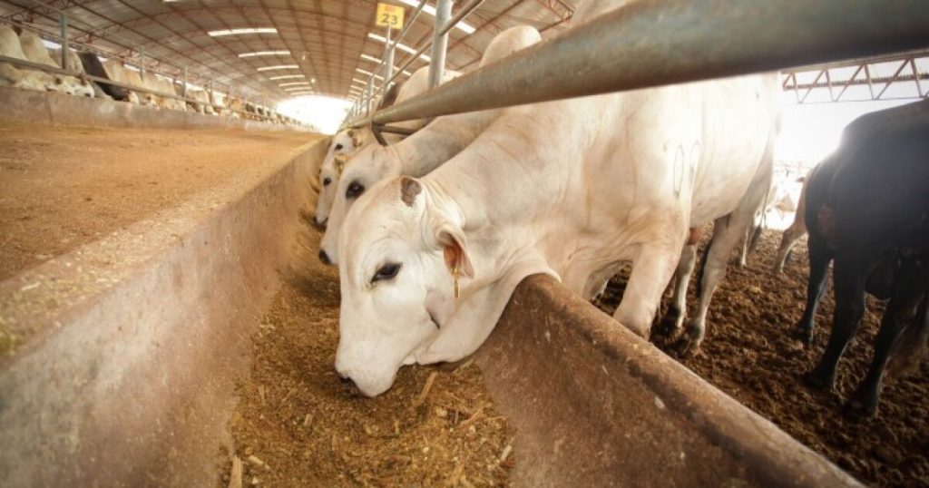 Authorities detect cases of screwworm in Tamaulipas and the State of Mexico