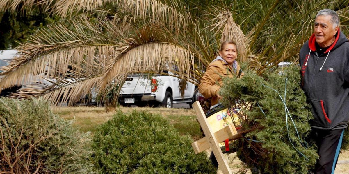 Avoid throwing away your poinsettias and pine trees: guide to environmental collection centers in Mexico City