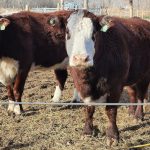 BROU approved assistance to producers affected by the water deficit