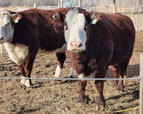 BROU approved assistance to producers affected by the water deficit