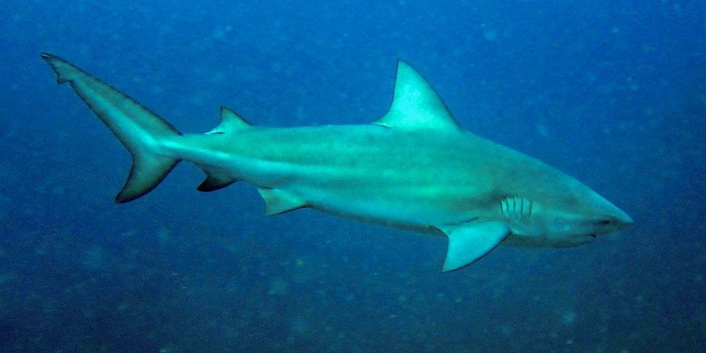 Bull shark is likely species that attacked boy in Olinda