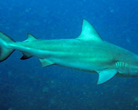 Bull shark is likely species that attacked boy in Olinda