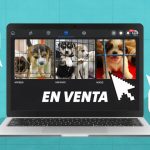 CDMX stops the sale of pets in public places... but it continues clandestinely on social networks