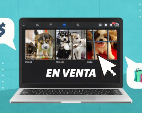 CDMX stops the sale of pets in public places... but it continues clandestinely on social networks