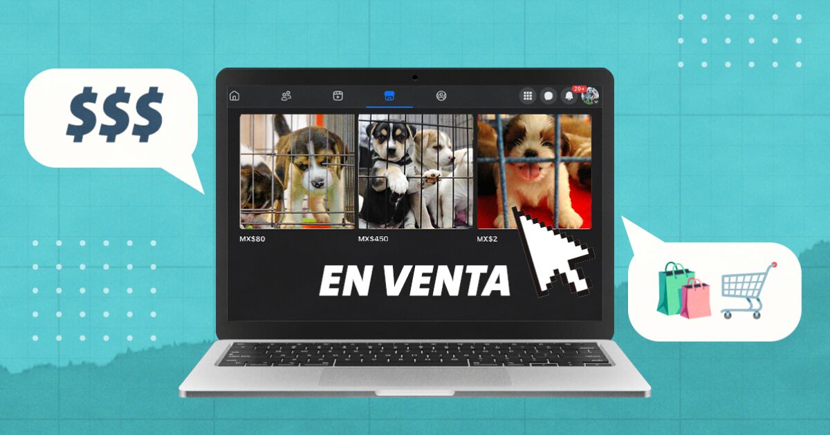 CDMX stops the sale of pets in public places... but it continues clandestinely on social networks