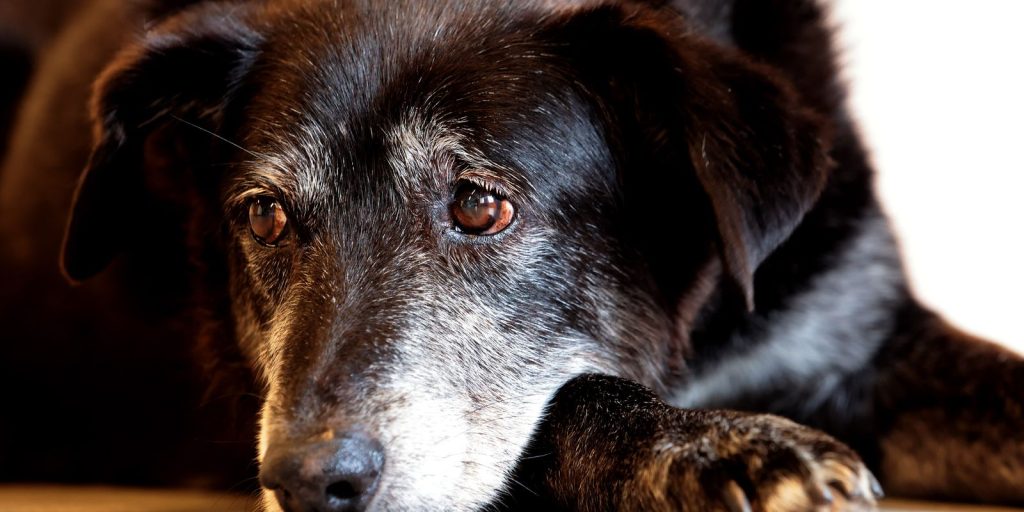 Court sentences shopkeeper to 5 years in prison for mistreating dogs