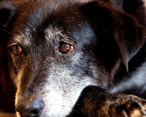 Court sentences shopkeeper to 5 years in prison for mistreating dogs