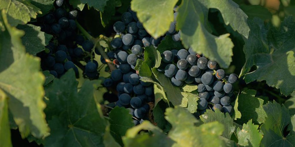 Documentary about wine culture in the country is shown on TV Brasil