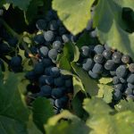 Documentary about wine culture in the country is shown on TV Brasil