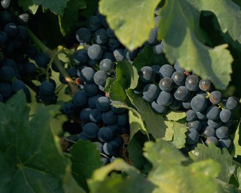 Documentary about wine culture in the country is shown on TV Brasil