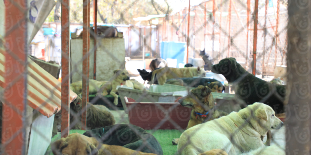 Dog shelter eviction shows lawsuit over 16-hectare property in the Santa Fe area, Mexico City