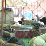 Dog shelter eviction shows lawsuit over 16-hectare property in the Santa Fe area, Mexico City
