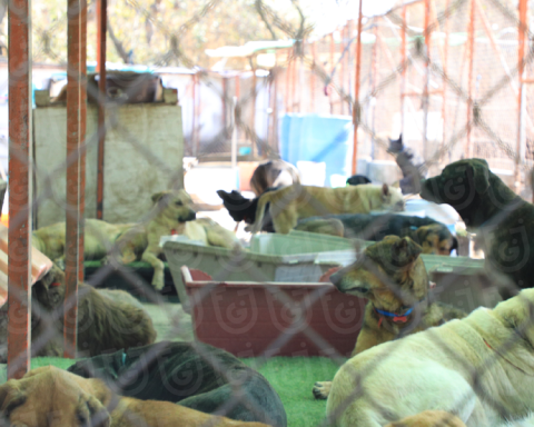 Dog shelter eviction shows lawsuit over 16-hectare property in the Santa Fe area, Mexico City
