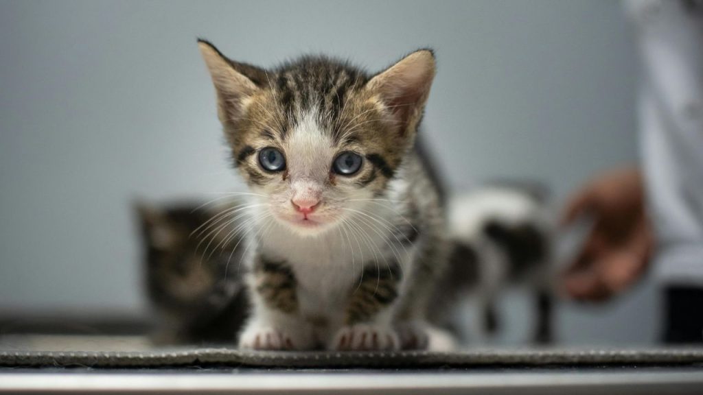 Fires in Chile: what help does the PDI provide to affected pets