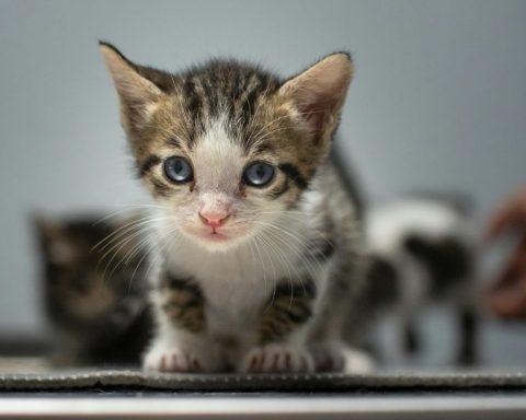 Fires in Chile: what help does the PDI provide to affected pets