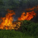 Forest fires in Chile: which areas have a curfew
