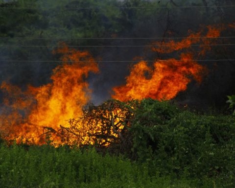 Forest fires in Chile: which areas have a curfew