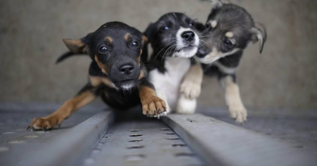 Foundation organized an event to help animals and only three people registered