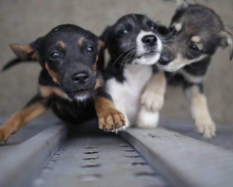 Foundation organized an event to help animals and only three people registered