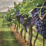 From crossing borders to the vineyard: The labor that sustains Mexican wine