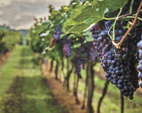 From crossing borders to the vineyard: The labor that sustains Mexican wine