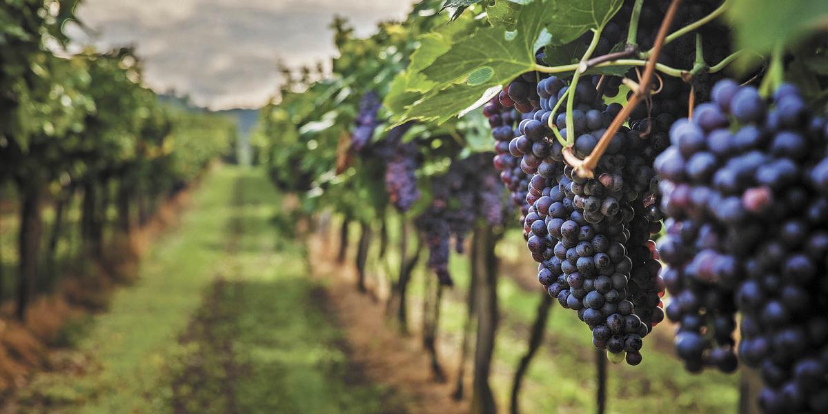 From crossing borders to the vineyard: The labor that sustains Mexican wine