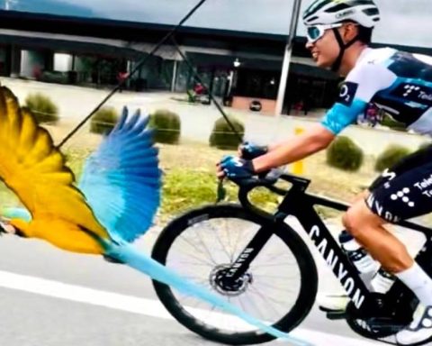 Guacamaya in full flight was a friend of the cyclist Diego Pescador, of the Movistar Team