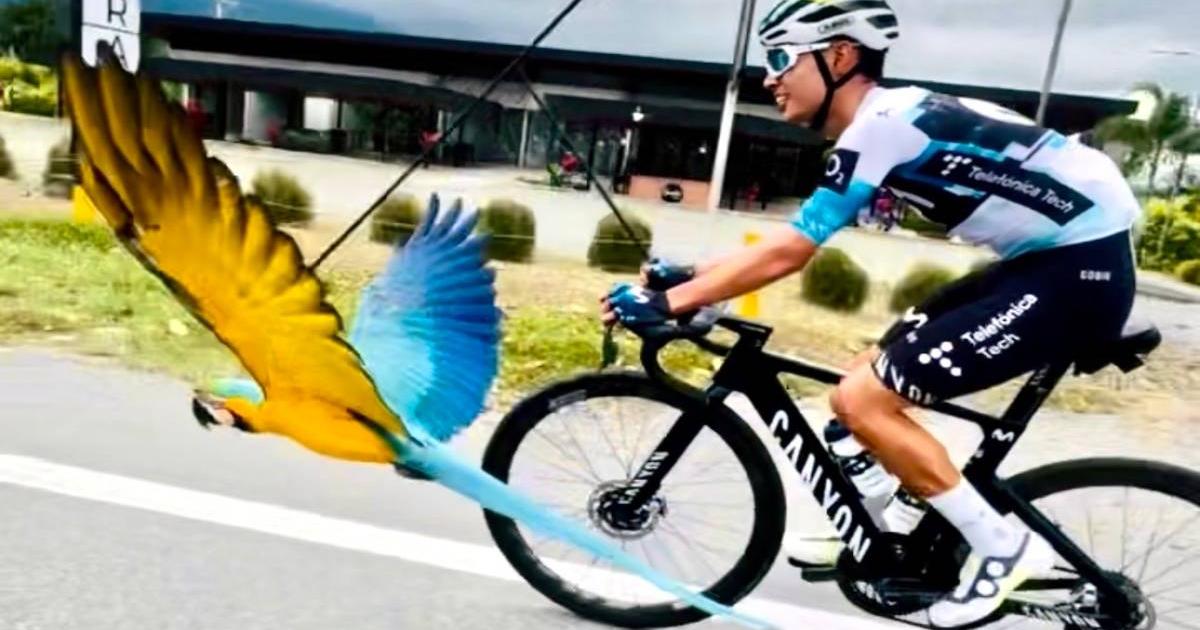 Guacamaya in full flight was a friend of the cyclist Diego Pescador, of the Movistar Team