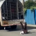 Haitianos huyen de camión de Migración durante traslado en Puerto Plata