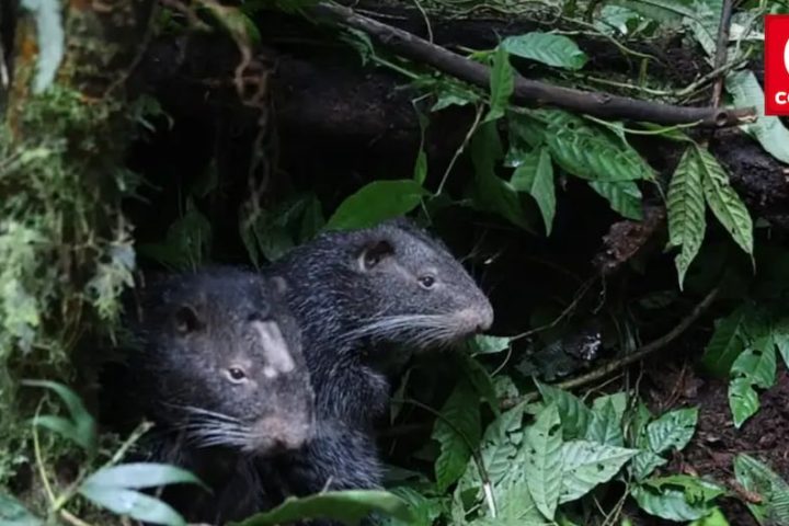 Historic: macheteros rescued from illegal trafficking in the forests of Chanchamayo are released