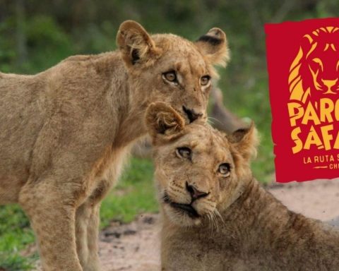 How much does it cost to enter the Safari Park and how can you get there?