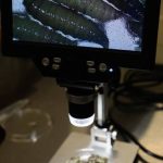 In Tamaulipas, the first case of screwworm in states near the US