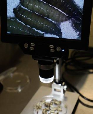 In Tamaulipas, the first case of screwworm in states near the US