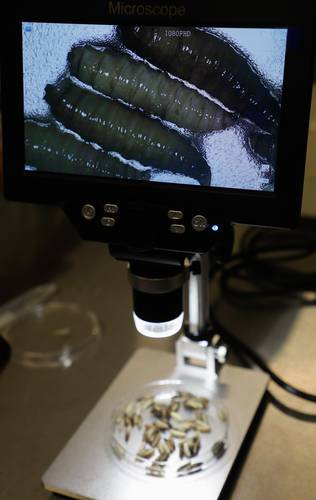 In Tamaulipas, the first case of screwworm in states near the US