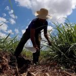In the absence of fuel, we return to manual cutting of sugar cane in Campechuela