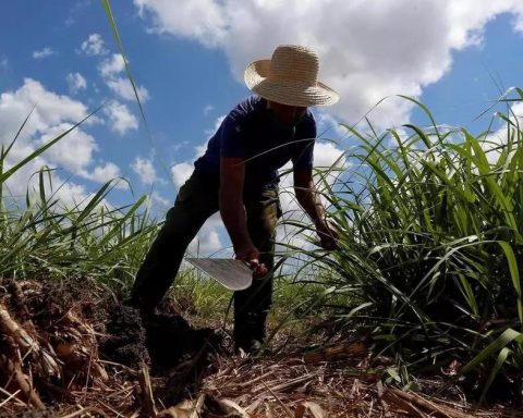 In the absence of fuel, we return to manual cutting of sugar cane in Campechuela