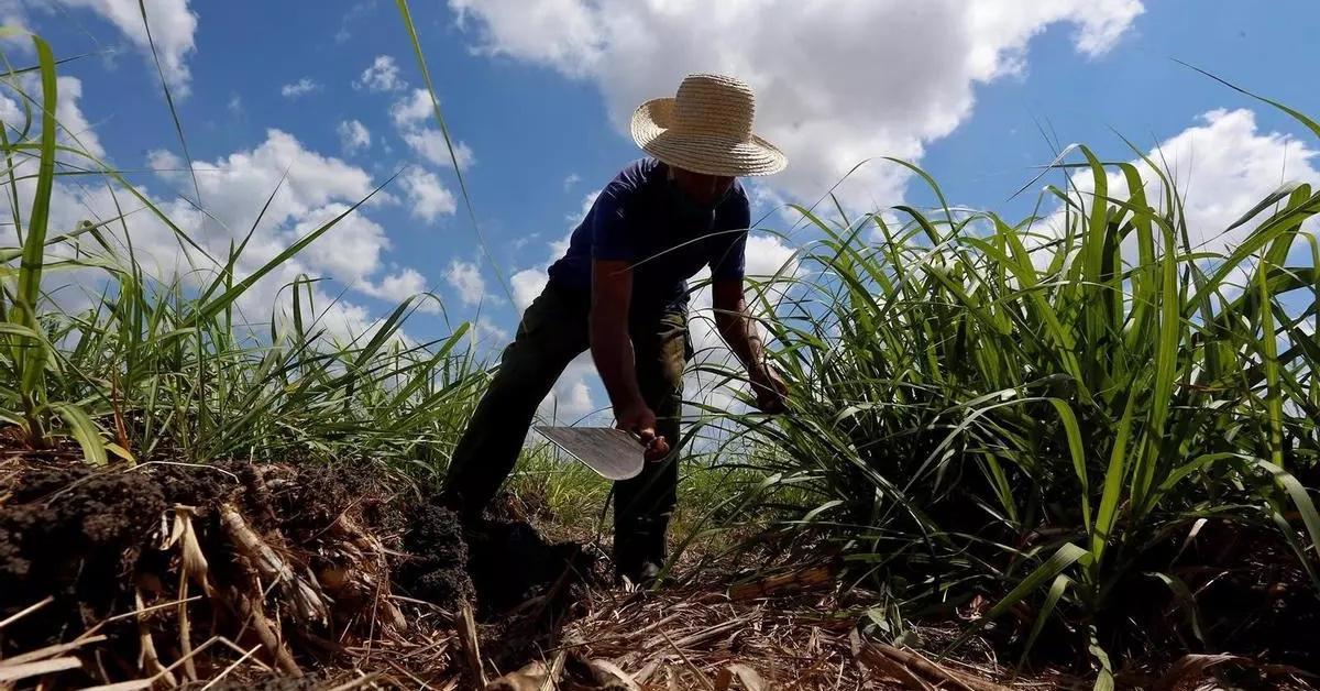 In the absence of fuel, we return to manual cutting of sugar cane in Campechuela