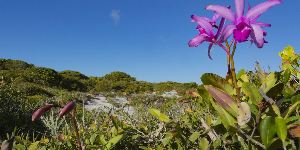 Inpe confirms reduction in deforestation in most biomes in 2024