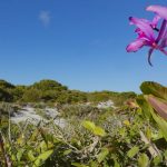 Inpe confirms reduction in deforestation in most biomes in 2024