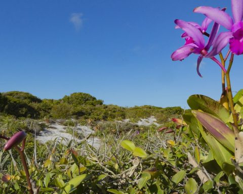 Inpe confirms reduction in deforestation in most biomes in 2024