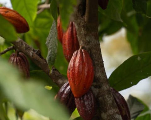 Junín is key in exporting products and generates more than 207 million dollars