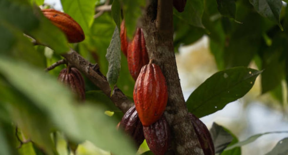 Junín is key in exporting products and generates more than 207 million dollars